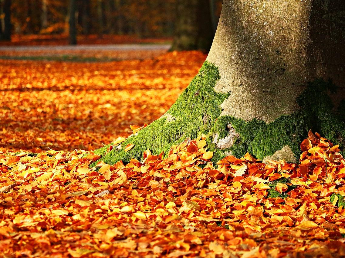 Foto (Pixabay): Der Herbst ist da – und damit auch das Laub.