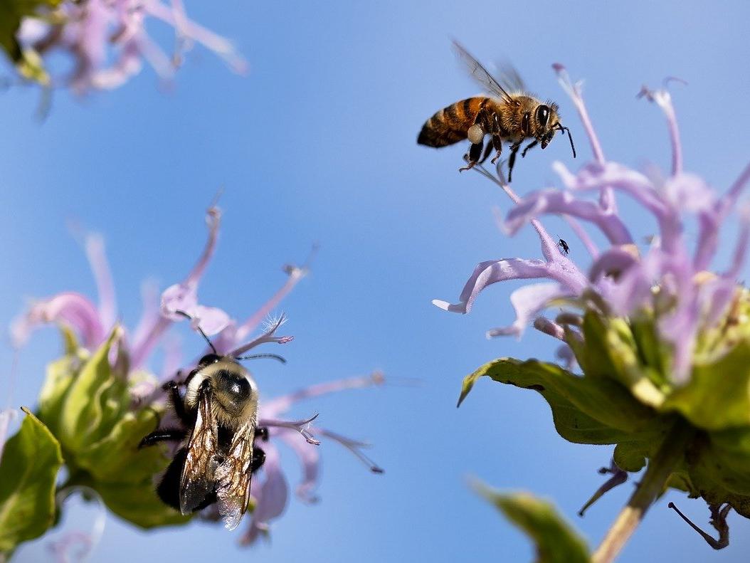 Foto (© Pixabay): Der resiliente Garten fördert auch die Artenvielfalt.